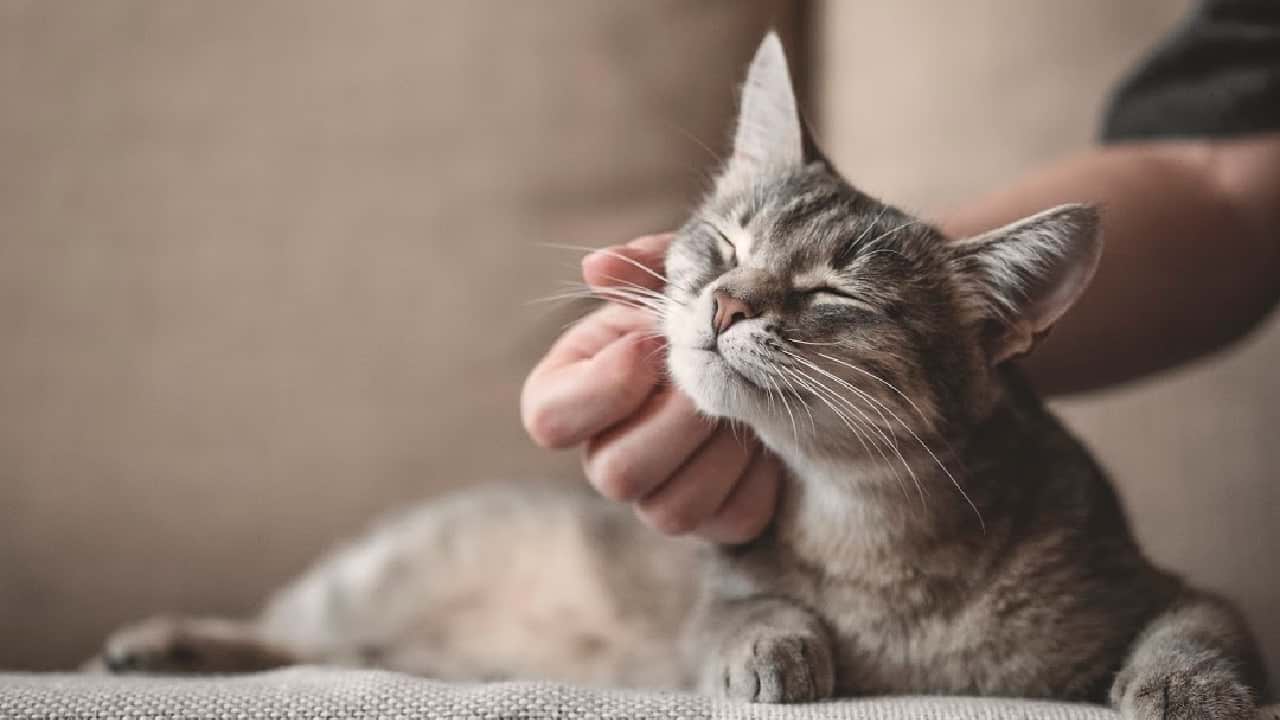 Bebês Gatos Compilação De Vídeos De Gatos Fofos E Engraçados # 2 Gatinhos  Fofos Do Mundo 