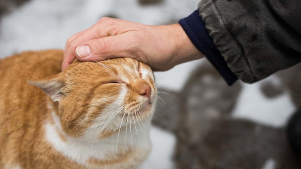 imagem de gato recebendo carinho de humano