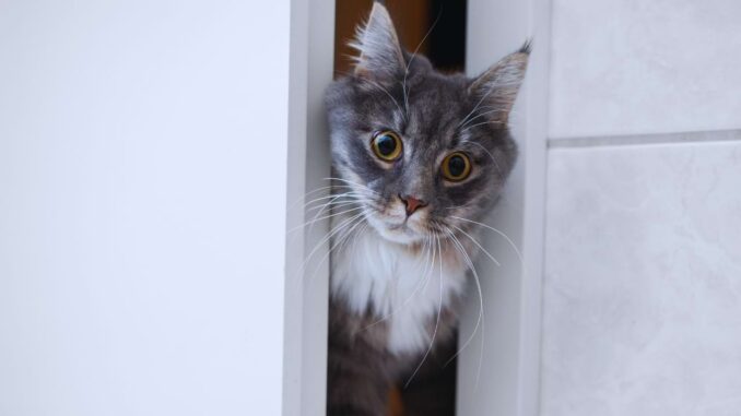 Imagem de gato seguindo seu tutor até o banheiro demonstrando seu comportamento curioso